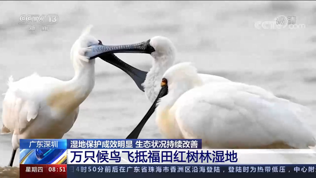 央媒报道：万只候鸟飞抵福田红树林湿地