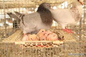 肉食鸽子养殖利润有多大？