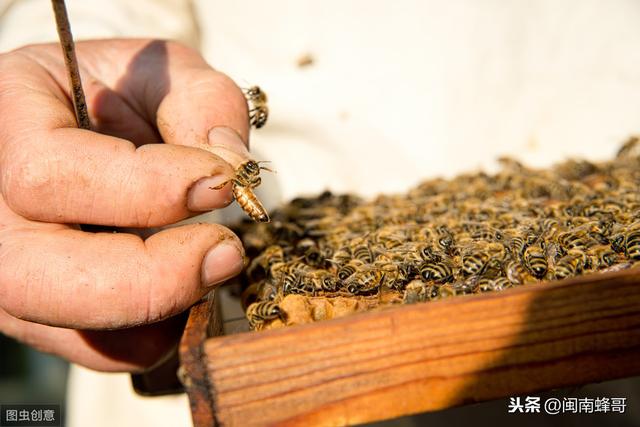 中蜂快速发展技术，做好这4点，蜜蜂多到无处安放