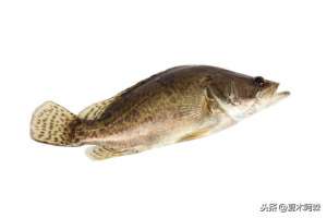 斑鳜鱼养殖技术(它是猎食鱼类，却不善游泳，机会主义者鱼种——鳜鱼)