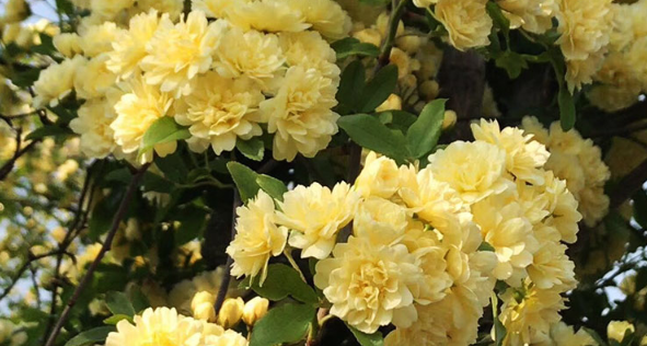 很容易长成花墙的黄木香，养护简单，耐寒又耐热，开花超香