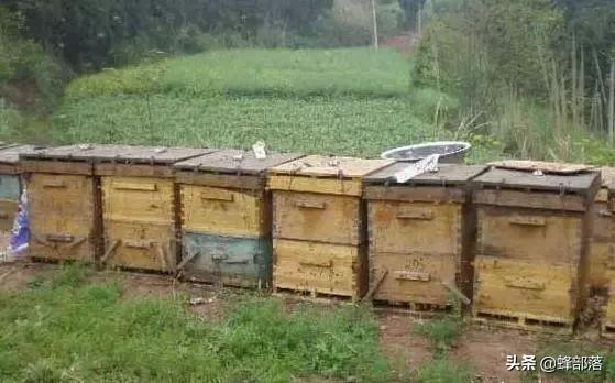 养殖蜜蜂需要哪些技术？中蜂意蜂有何不同？事先了解，有备无患