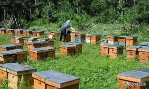 意蜂怎样养殖(养殖蜜蜂需要哪些技术？中蜂意蜂有何不同？事先了解，有备无患)