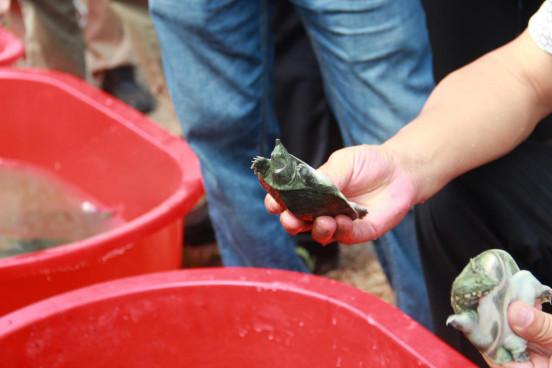 年产龟鳖20万斤，“荷鳖鱼共生”等绿色模式在这里大显身手