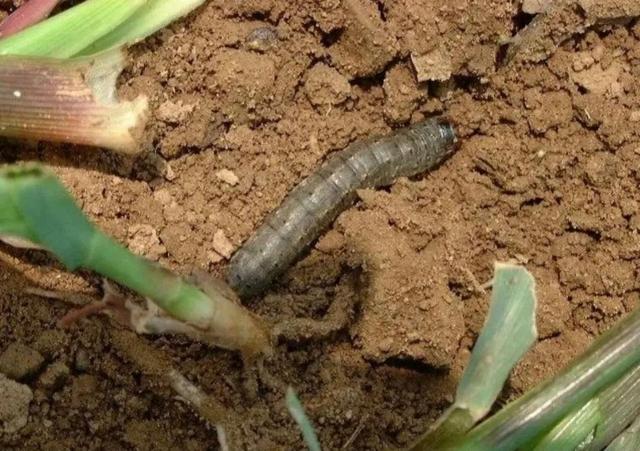 菜地怎样防治土蚕虫害？快来看这5个防虫方法和8个杀虫方法