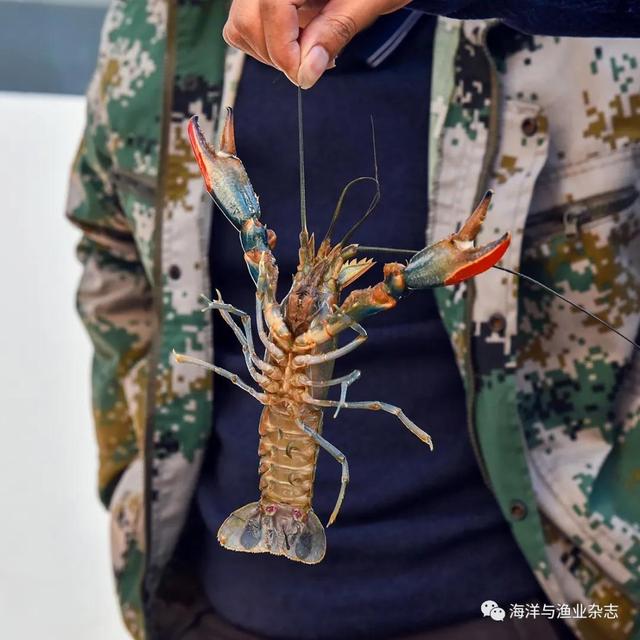 澳洲淡水龙虾或成养殖“新宠”