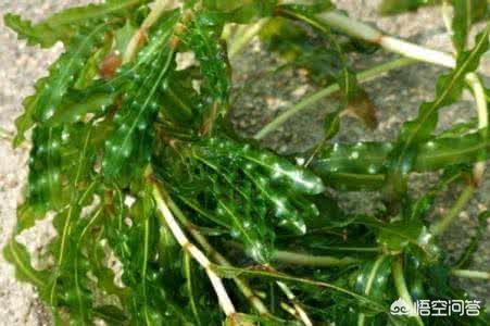 小龙虾养殖过程中需要注意什么？