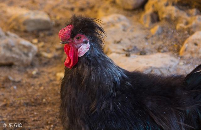 乡村散养的黑风鸡怎么高效饲养？