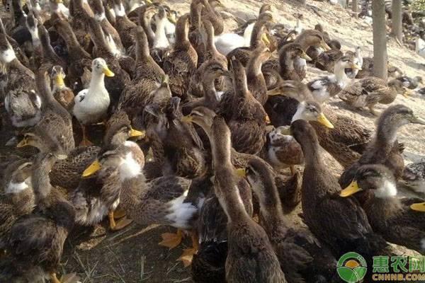 鸭子如何做好生态放养？目前市场上有哪几种养鸭模式？