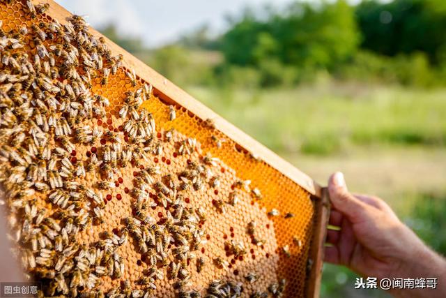 中蜂快速发展技术，做好这4点，蜜蜂多到无处安放