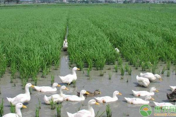鸭子如何做好生态放养？目前市场上有哪几种养鸭模式？