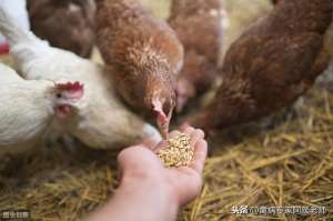 牛粪养殖蝇蛆(养鸡场里面的低成本绿色养殖？简单易学的养蛆方法)