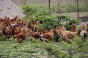 科学养殖土鸡(如何科学饲养土鸡，降低养殖成本？)