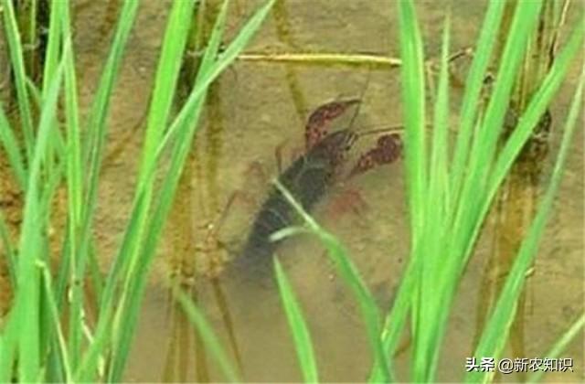 如何养殖稻田小龙虾：养殖稻田小龙虾的这几个养殖技术你知道么？
