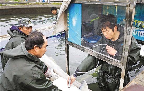 衢州鲟鱼养殖用上超声检查技术 给鱼儿做“B超”