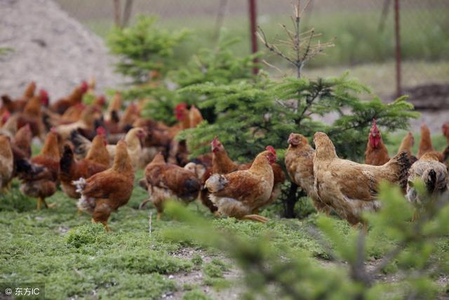 如何科学饲养土鸡，降低养殖成本？