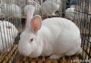 养殖兔的种类(优良肉兔品种介绍，养兔效益的保障)