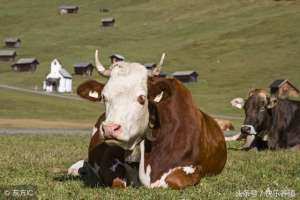 肉牛养殖品种(优良肉牛品种介绍，养牛效益的保障)