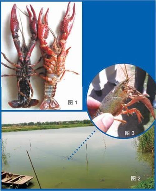 野生龙虾能不能大规模投放养殖？野生虾和塘养虾究竟区别在哪里？