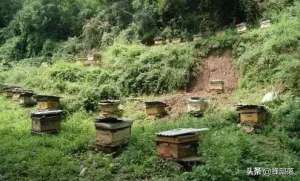 黄蜂可以养殖吗(在农村养殖蜜蜂前景怎么样？哪些地方适合养蜂？这些方法可以帮你)