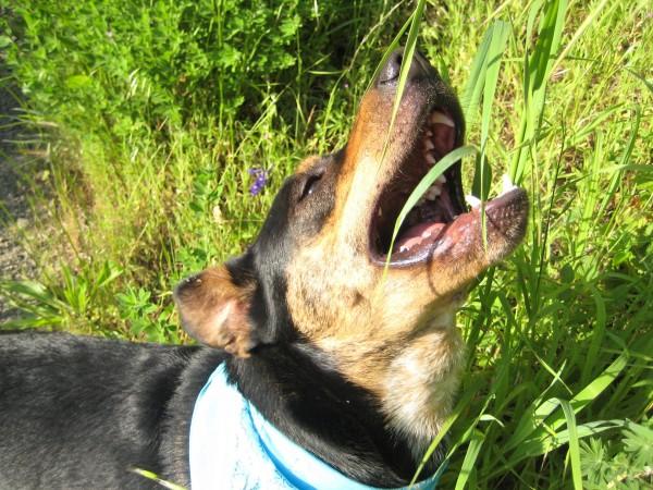 狗狗多种原因会吃草，但城市绿化带的草，最可能令狗狗中毒