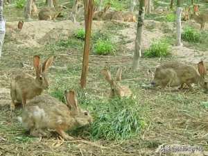 比利时杂交野兔养殖(比利时野兔养殖种兔养殖技术指导)