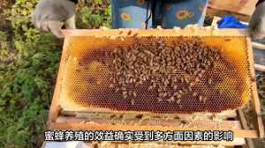 养殖蜜蜂的经济效益(蜜蜂养殖效益的四大影响因素：气候、技术、产量、价格)