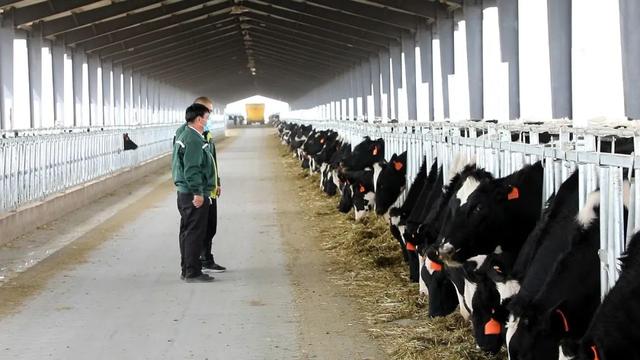“牛”劲十足！“黄金奶源带”建起万头奶牛养殖场