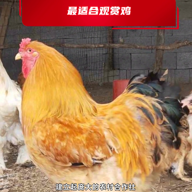 岳阳市什么地方有养矮脚鸡  @农家养殖
