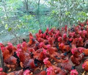 火鸡养殖选址(农村养鸡人害怕的新城疫，如何诊断，怎样进行有效预防和治疗？)