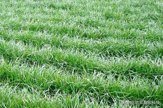秋冬季节高产牧草品种推荐与种植利用技术
