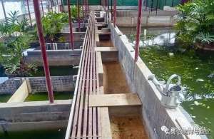 上海乌龟养殖场基地(佛山永盛龟鳖：每年新增三个观赏龟品种)