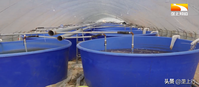 从海里到养殖池，海虾淡水怎么养？虾苗如何才能克服“水土不服”