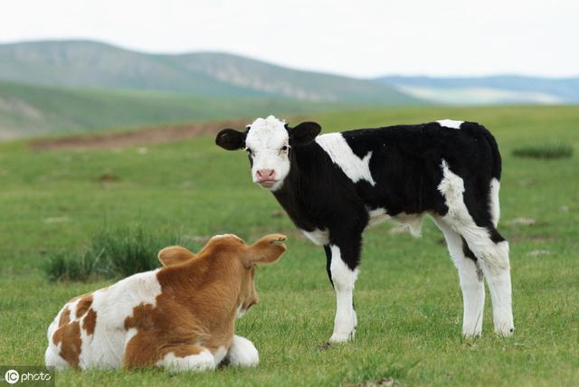 养殖奶牛存在的10个误区，以及相应的解决方案