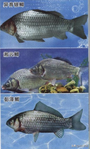 鲫鱼品种众多，常见的5个鲫鱼品种你认识几个？养殖又要注意什么？