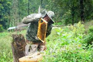 蜂蜜养殖基地(高鲁山生态蜜蜂养殖：幽谷密林里的致富经)