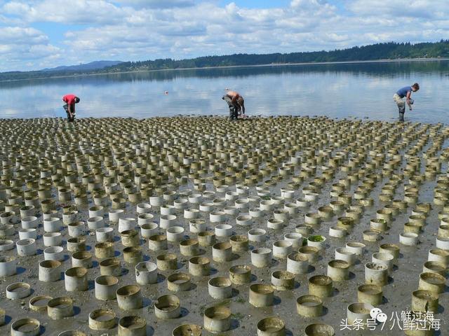滩涂上插管管的美国象拔蚌养殖，与在海底埋雷的加拿大象拔蚌增殖