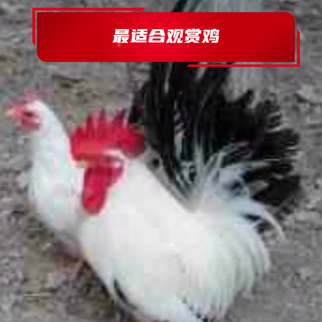 岳阳市什么地方有养矮脚鸡  @农家养殖