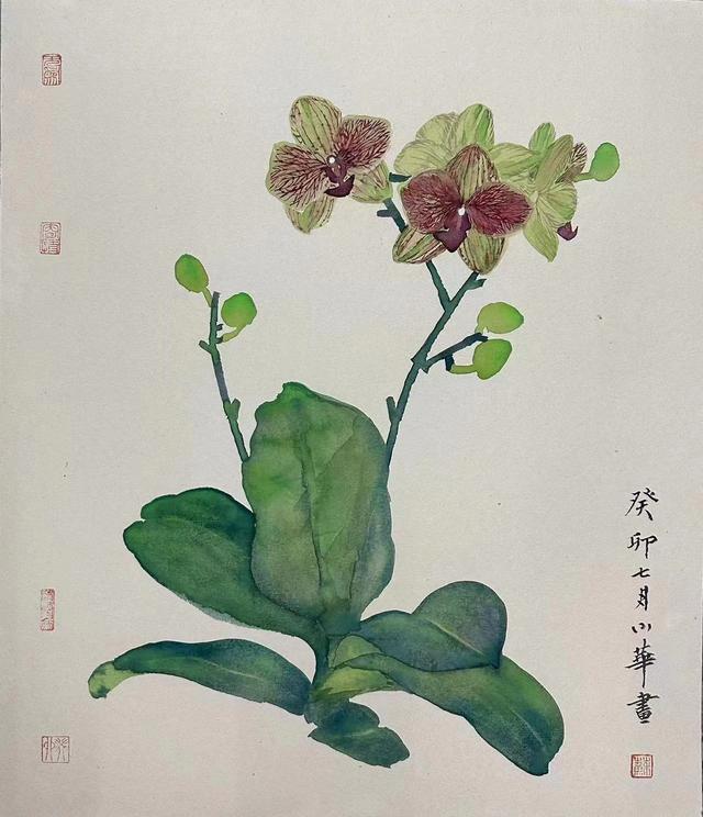 “兰圃兰缘”，广州兰圃将展出苏小华兰花主题画展