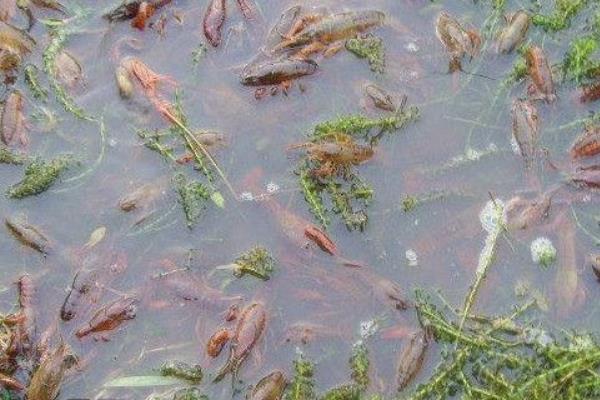 青虾苗池塘需要啥样的条件环境 需要注意什么 青虾苗种繁殖技术