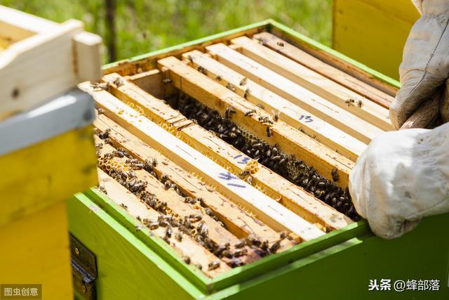 蜜蜂养殖：怎样养中蜂才合适？老蜂农：土养与活框各有千秋