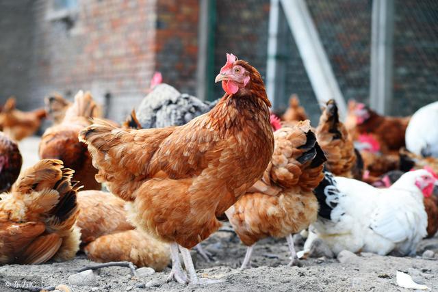 蛋鸡养殖场能活下去的管理思路