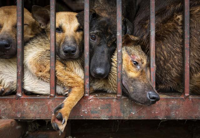 一年吃掉400万只狗，肉狗走私屡禁不止，越南人为何如此爱吃狗？