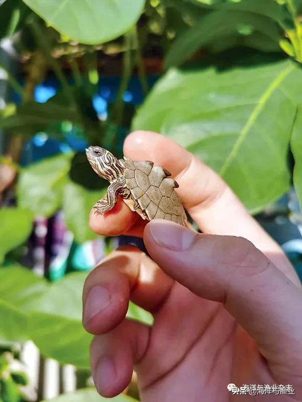 佛山永盛龟鳖：每年新增三个观赏龟品种