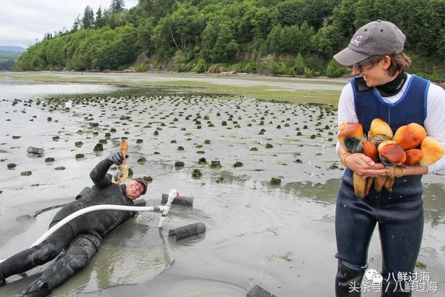 滩涂上插管管的美国象拔蚌养殖，与在海底埋雷的加拿大象拔蚌增殖