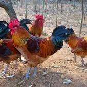 贵州养殖鸡(贵州的土鸡养殖技术和品种。)