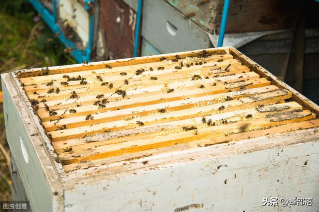 蜜蜂养殖：怎样养中蜂才合适？老蜂农：土养与活框各有千秋