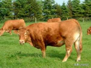 鲁西黄牛最新养殖技术(出栏快肉质好，前期饲养有讲究，鲁西黄牛要这么养……)