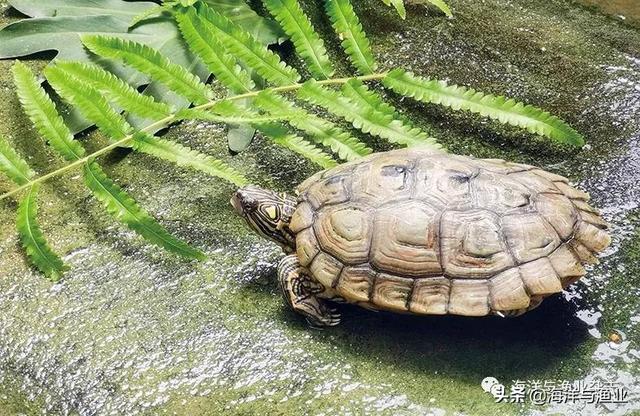 佛山永盛龟鳖：每年新增三个观赏龟品种