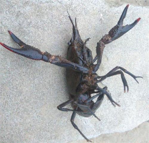 野生龙虾能不能大规模投放养殖？野生虾和塘养虾究竟区别在哪里？